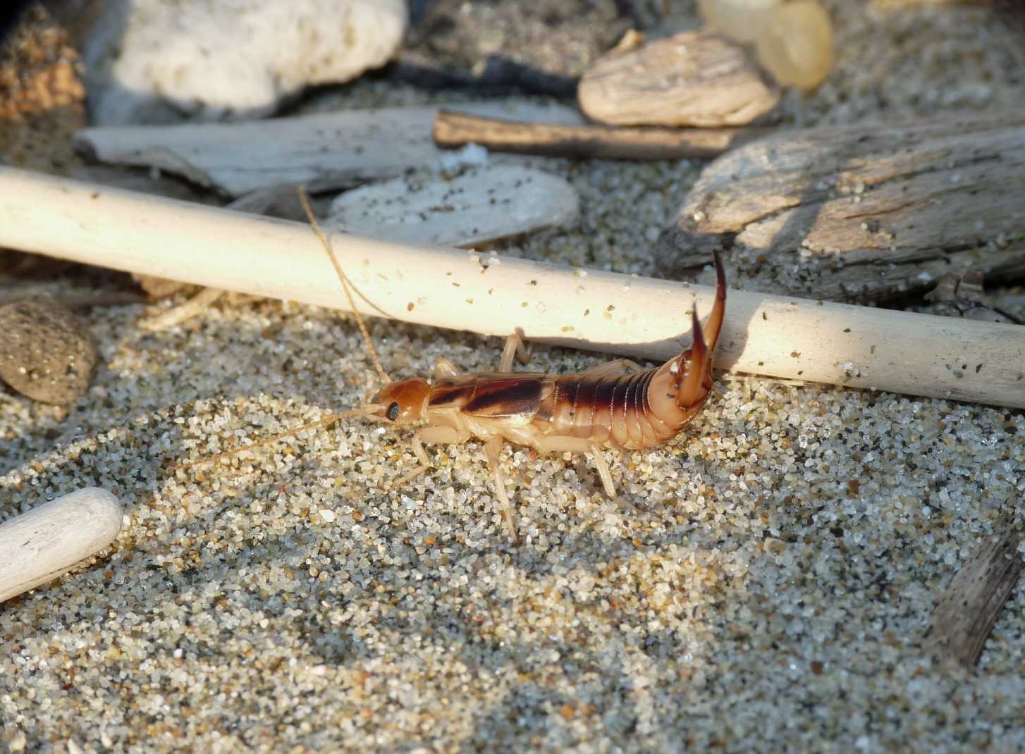 Grossa forficula: Labidura riparia